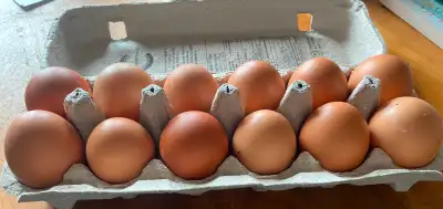Fresh Eggs, View more