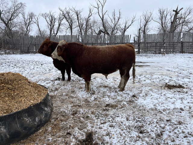 2 yr old  Fullblood Bull Non-diluter in Livestock in Portage la Prairie - Image 3