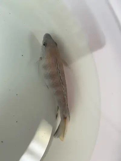 Cichlid for rehoming , View more