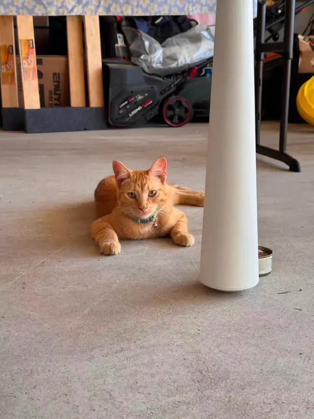 Found Cat501753165896765442