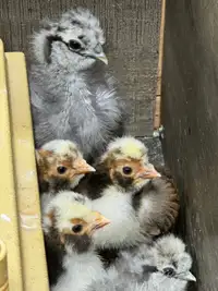 Tolbunt Polish Chicks 