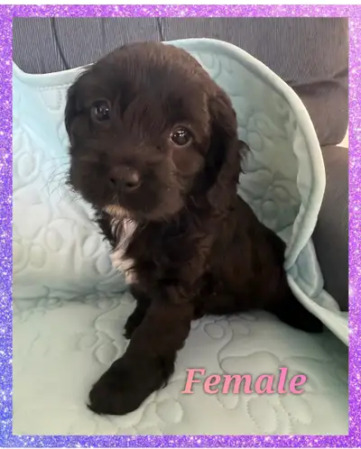 Cavapoo Puppies ❤️❤️❤️, View more