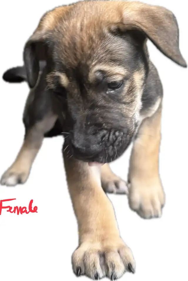 Belgian Mal x Puppies for sale in Dogs & Puppies for Rehoming in St. Catharines - Image 7