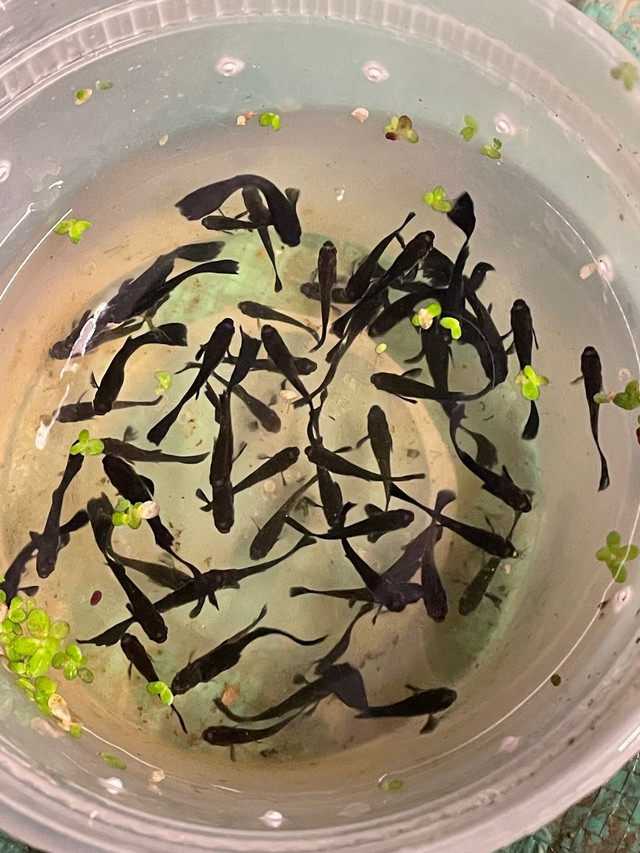 Male Black Guppies  in Fish for Rehoming in Hamilton - Image 2