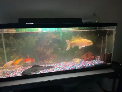 send free fish to me, View more