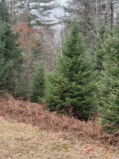 We have available large live or cut Christmas trees, in balsam fir, white spruce, Fraser fir, betwee...