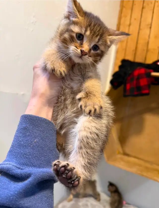 JUNGLE CURL et jungle bob F3 et Chausie F2 in Cats & Kittens for Rehoming in Gatineau - Image 2