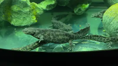 Adult Spanish Ribbed Newts , View more