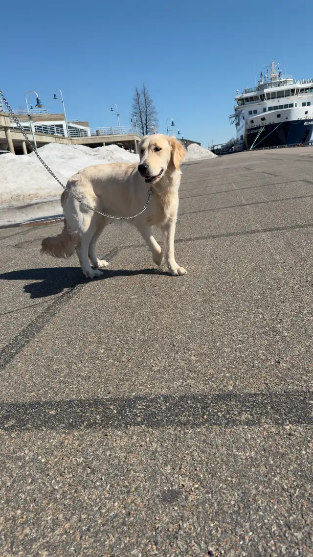 Chiots Golden retrievers PURE RACE in Dogs & Puppies for Rehoming in Laval / North Shore - Image 6