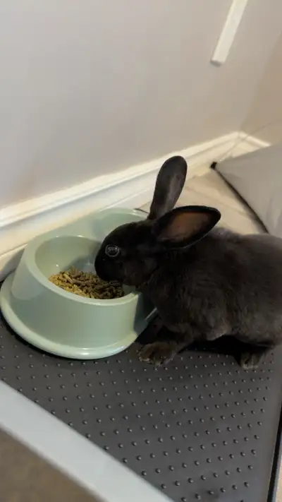 Black Rex Rabbit With Accessories, View more