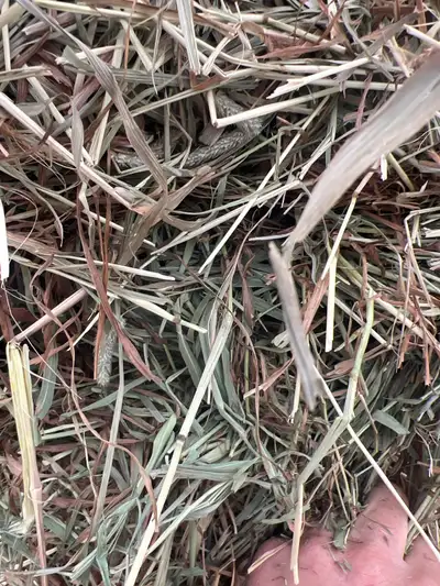 Fist cut big square nice green soft hay3x3 100$/bale First cutting Bundles mature so course but good...