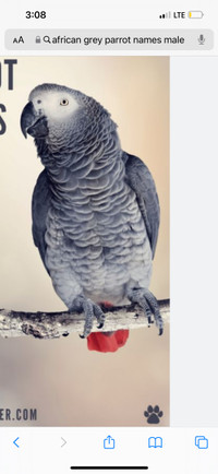 Missing African grey parrot 