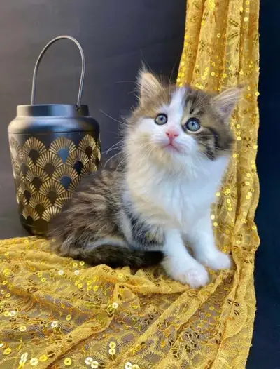 Joyful Maine Coon Kitten, View more