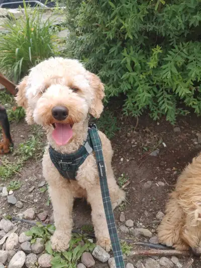 Fully Trained Adorable Spoodle Mini Cockapoo Puppy, View more