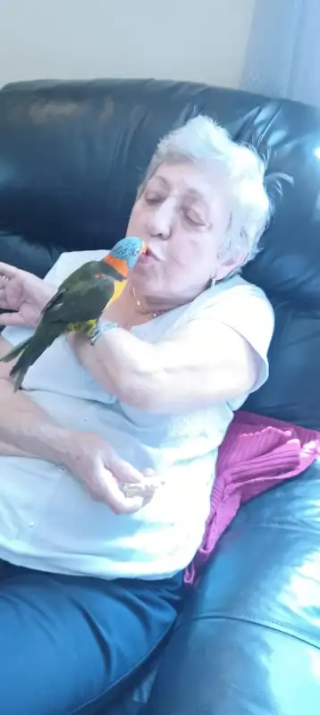 Lorikeet parrot very tame,talk,dance,sociabilize in Birds for Rehoming in Oshawa / Durham Region - Image 7