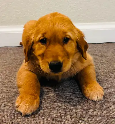 Adorable Red/Golden Retriever Puppies (only one female left), View more
