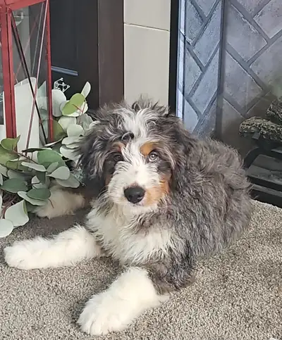Beautiful Bernedoodle male Puppy, View more