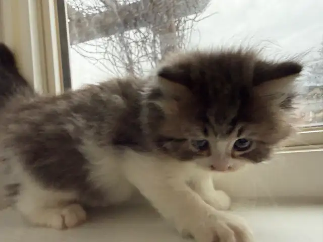 Purebred Siberian Kittens in Cats & Kittens for Rehoming in Oakville / Halton Region - Image 4
