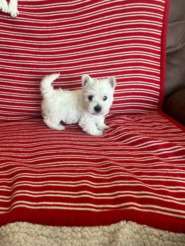 WESTIE PUPS in Dogs & Puppies for Rehoming in Richmond - Image 11