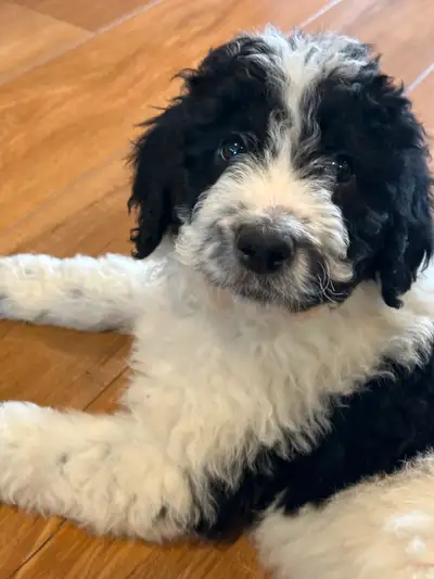 This beautiful little F1B Golden Mountain doodle , black/white Parti (MALE) IS waiting to be adopted...