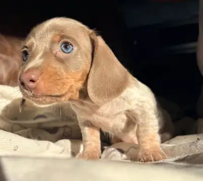 Miniature dachshund puppies ckc registered, View more