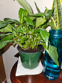 Peace Lily Indoor Plant