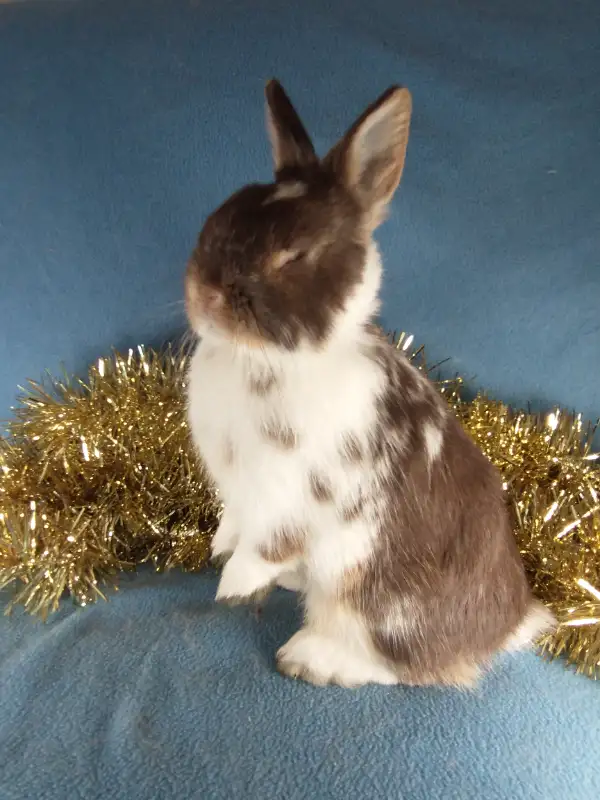 EXTRAORDINAIRE bébé lapin nain néerlandais* Netherland Dwarf in Small Animals for Rehoming in City of Montréal - Image 7