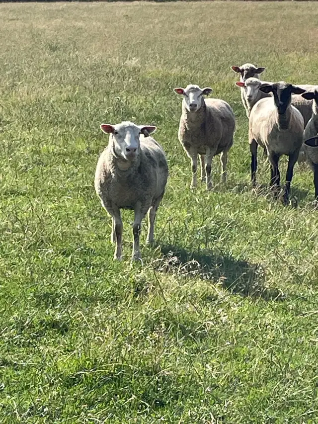 commercial ile de France ewes in Livestock in Owen Sound - Image 3