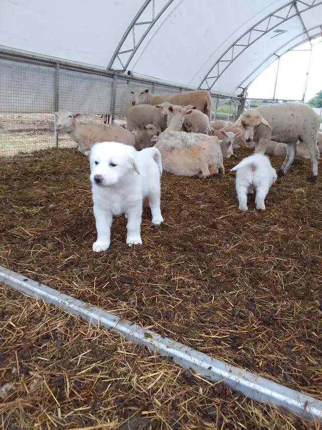 Maremma pyrenees  livestock guardian puppies in Dogs & Puppies for Rehoming in Owen Sound - Image 6