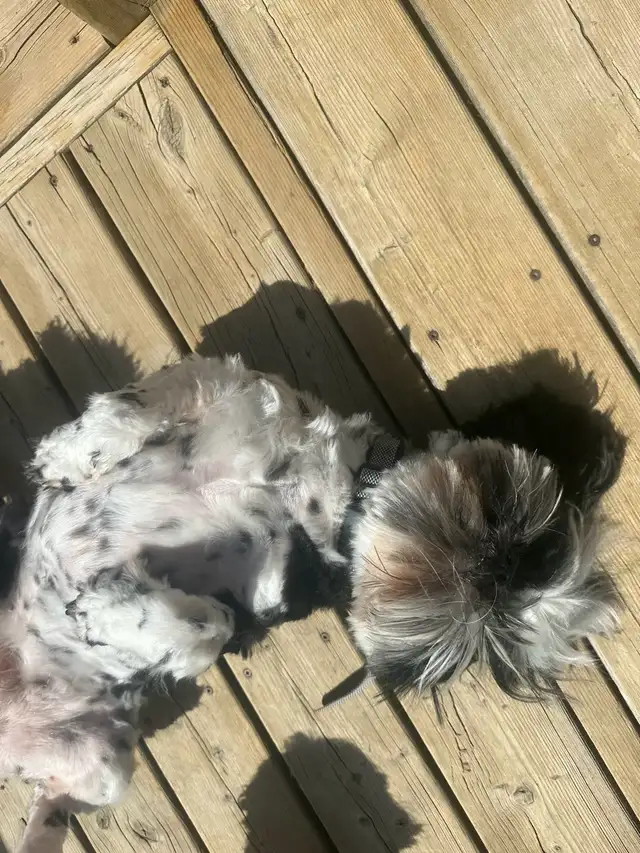 Rehome Purebred Shih Tzu – Sweet, Friendly Family Dog in Dogs & Puppies for Rehoming in Hamilton - Image 4