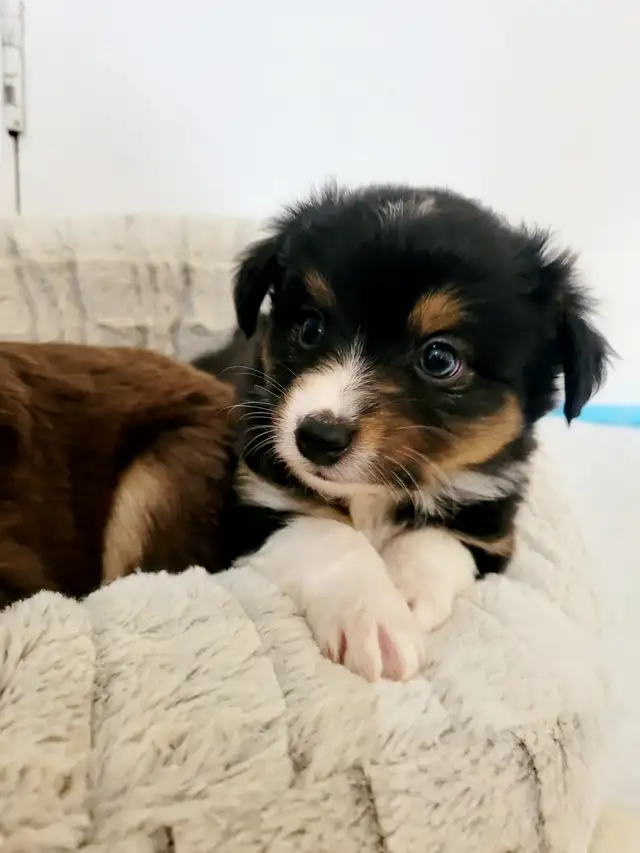 Toy/Mini Australian Shepard puppies in Dogs & Puppies for Rehoming in Edmonton - Image 6
