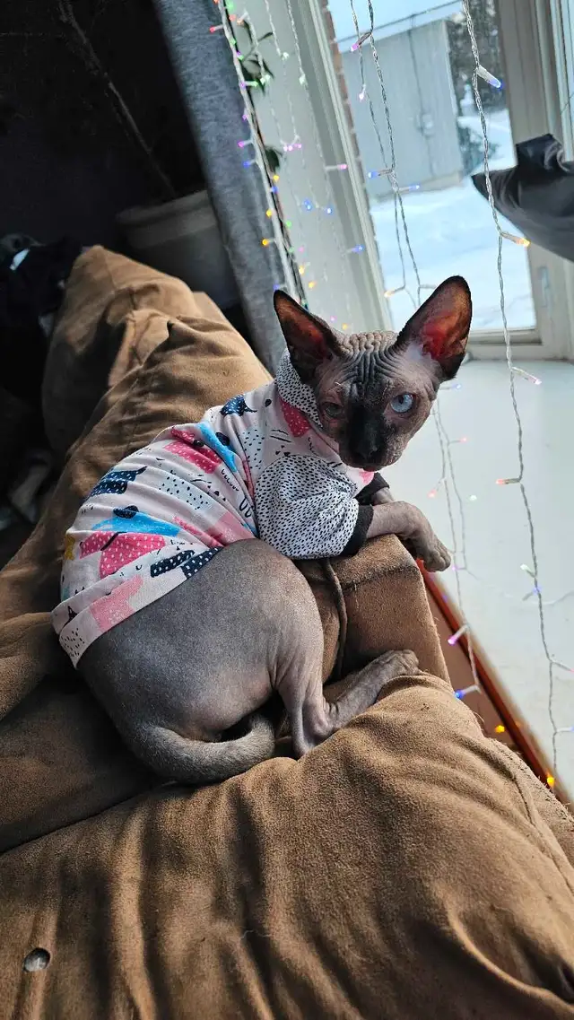 Femelle sphinx in Cats & Kittens for Rehoming in Sherbrooke - Image 2