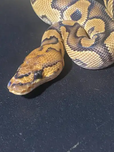 Clown ball python (male), View more