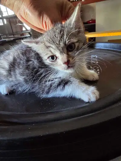 Two kittens looking for new homes , View more