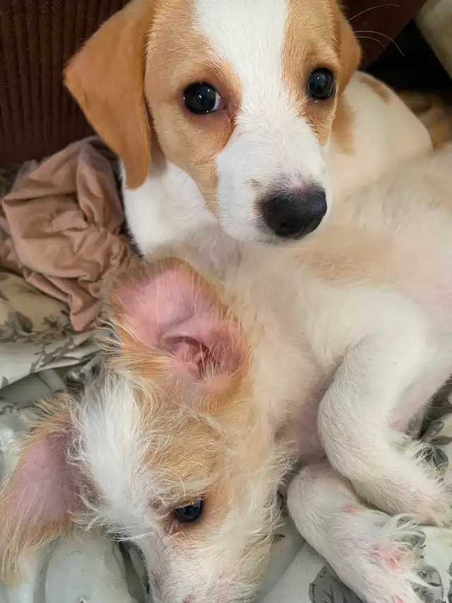 2 female puppies for sale in Dogs & Puppies for Rehoming in City of Toronto - Image 5