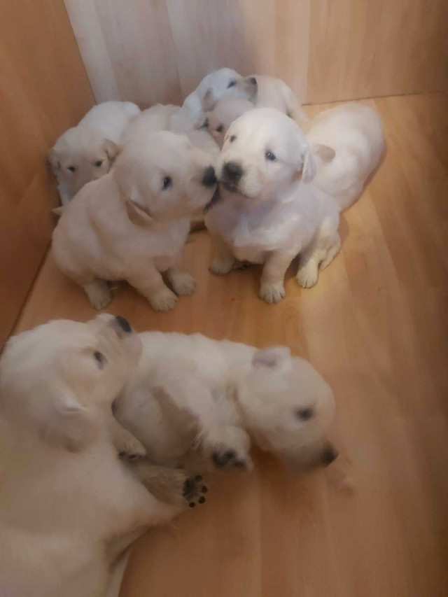 chiot golden retriever pur race prêts pour adoption dans Chiens et chiots à adopter  à St-Georges-de-Beauce - Image 4