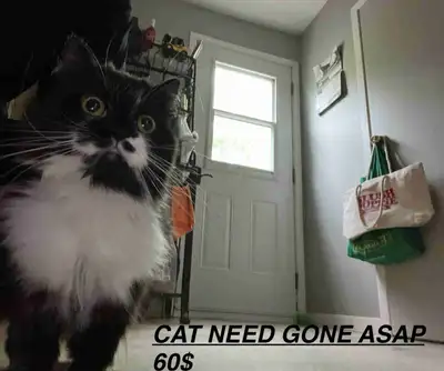 We have a beautiful 2 year old female cat in search of her furrever home. She was raised with other...