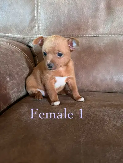 puppies for sale, View more