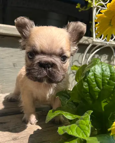 50% off French Bulldog Full Fluffies and carriers!, View more