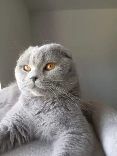 Scottish fold male with all  breeding rights registered in CCA, View more