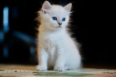 We have 8 Munchkins kittens available. Born June 2 . They are ready for their new homes July 30th at...