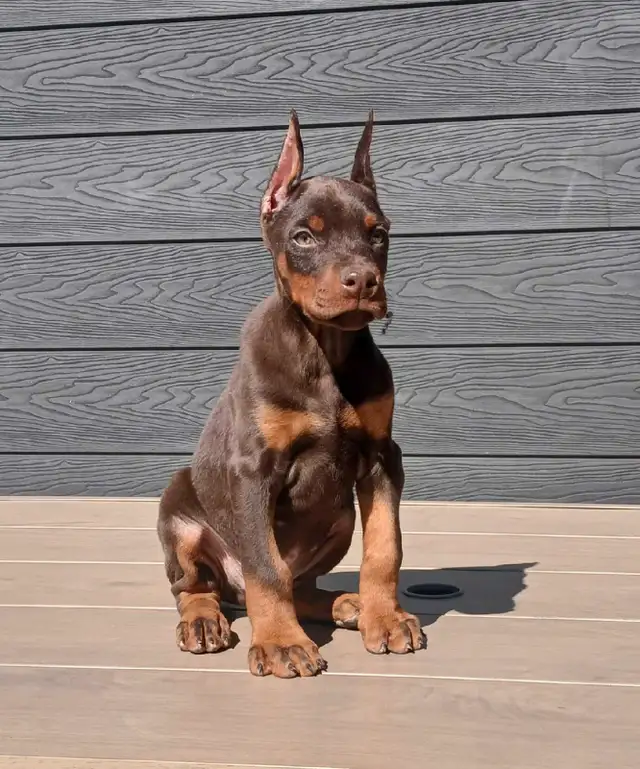 European Dobermans in Dogs & Puppies for Rehoming in City of Toronto - Image 3