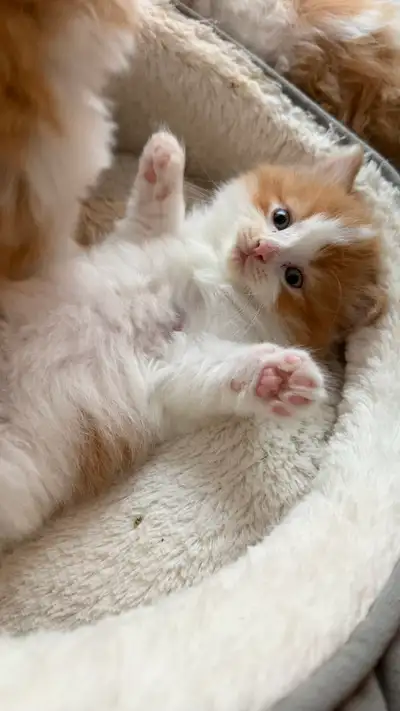 Ready to Go! Large Long Haired Maine Coon / Turkish Van Kittens, View more