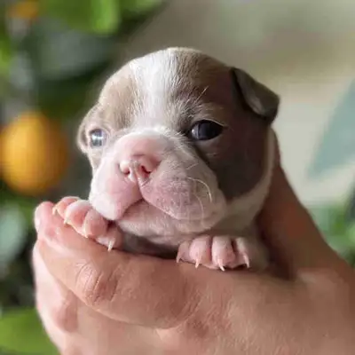 ~ 2 sweet boys left ~We have 6 (3 girls and 3 boys) beautiful and healthy Boston Terrier puppies rea...