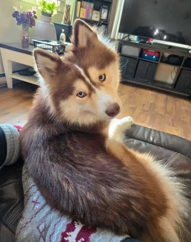 Only 1 Puppy left! in Dogs & Puppies for Rehoming in Norfolk County - Image 6
