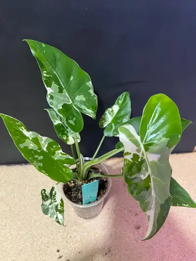 ALOCASIA ODORA OKINAWA SILVER VARIEGATA, View more