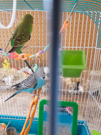  2 stunning male budgies  with hudge budgie condo cage