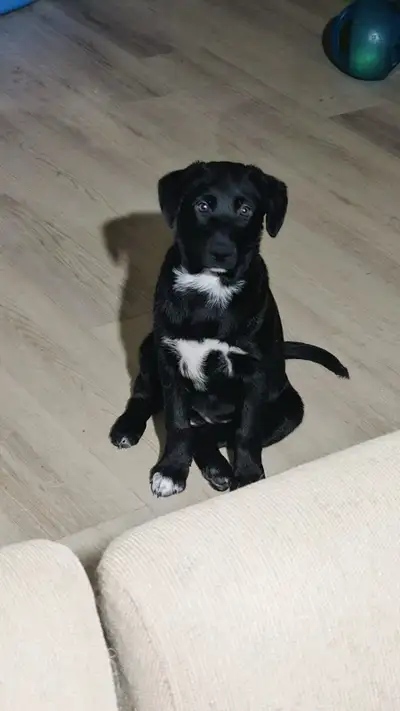 Aussie Husky Puppies Ready to Go!, View more