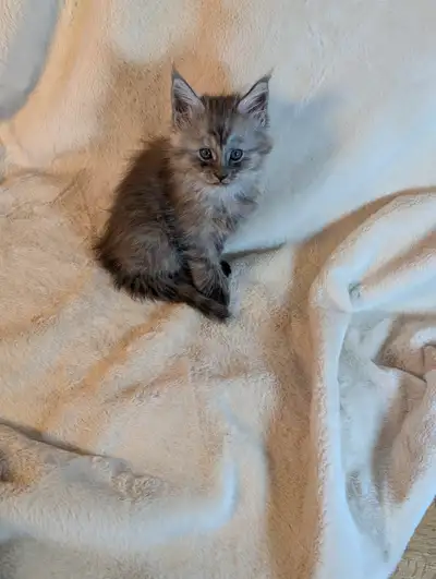 Purebred Maine Coon Polydactyl kittens for sale, View more