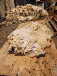 Natural grease wool fleece 